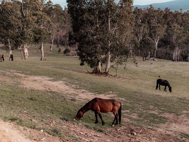 Photo 3 for Watching Brumbies from the Hot Tub