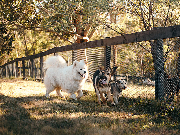 Photo 15 for A Place for the Whole Pack