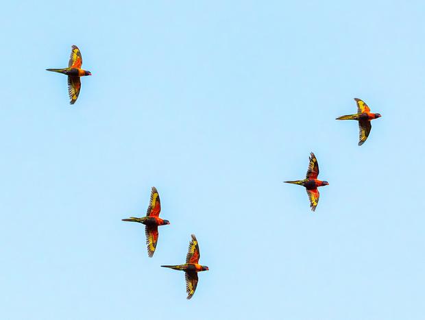 Photo 1 for Bird Watching
