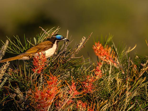 Photo 2 for Bird Watching