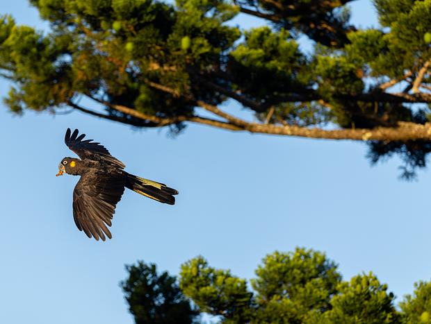 Photo 4 for Bird Watching