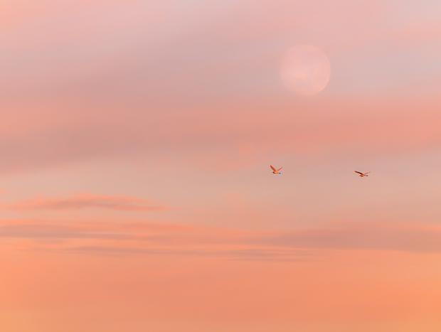 Photo 6 for Bird Watching
