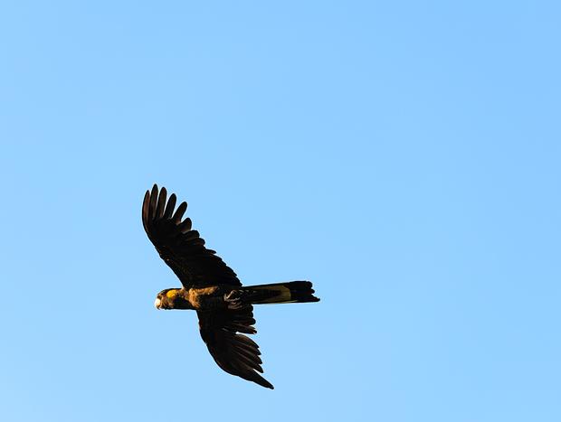 Photo 7 for Bird Watching