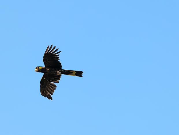 Photo 11 for Bird Watching