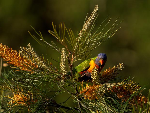 Photo 10 for Bird Watching