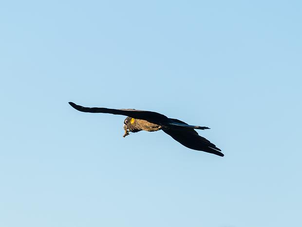 Photo 9 for Bird Watching
