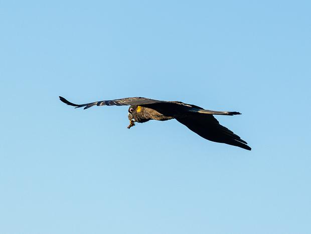 Photo 13 for Bird Watching