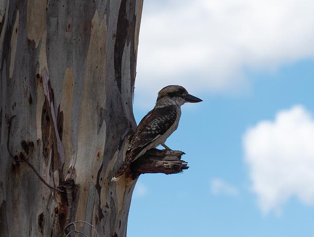 Photo 3 for A peaceful reset in the Murray River Country