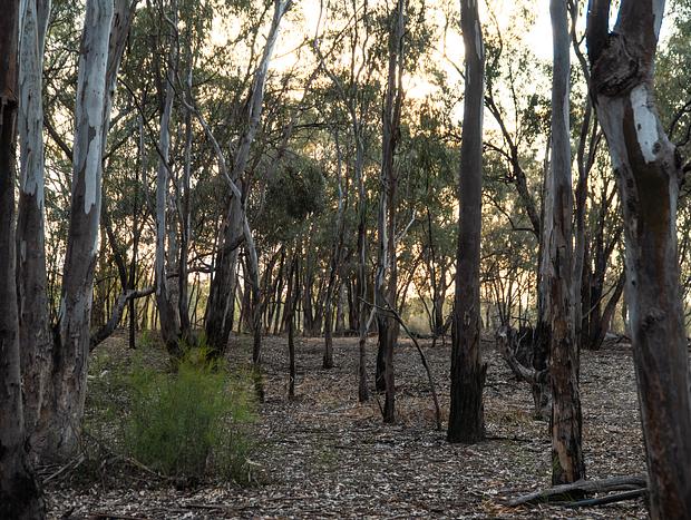 Photo 23 for A peaceful reset in the Murray River Country