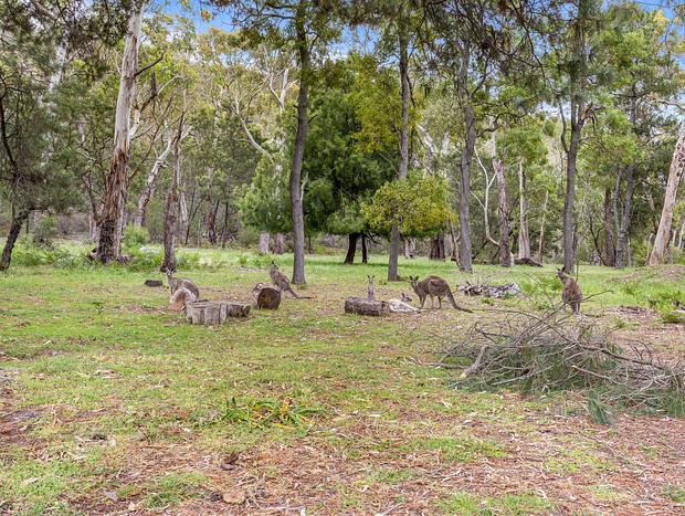 Photo 17 for Kangaroo House