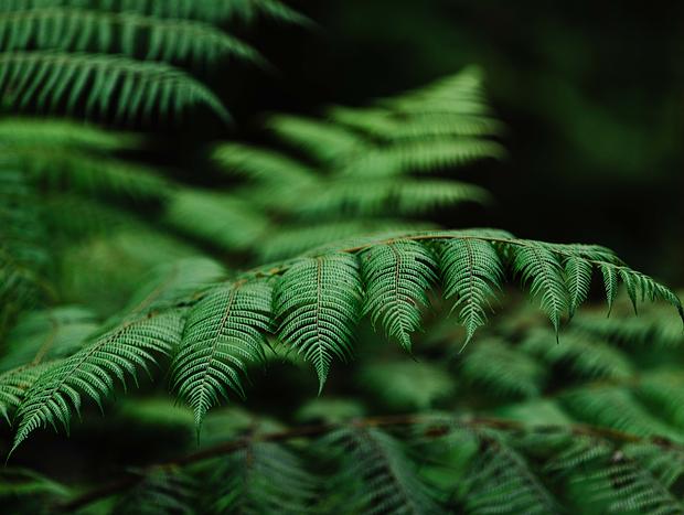 Photo 40 for Rekindle - Where the forest holds you