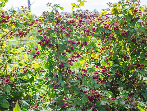 Photo 5 for Raspberry Picking