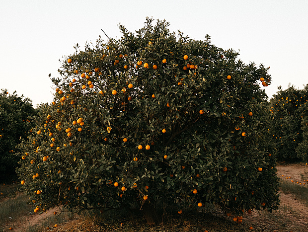 Photo 2 for Orange & Hazelnut Farm