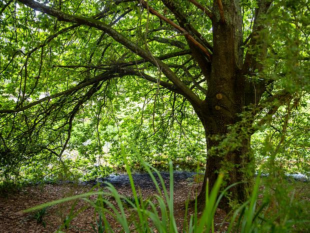 Photo 39 for Tiny House Nestled in Nature