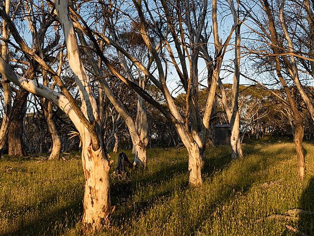 Photo 20 for Tiny House Surrounded by Snow Gums