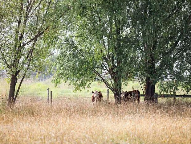 Photo 16 for Feather & Nest -Private Farm Stay | King Beds & Tennis Court