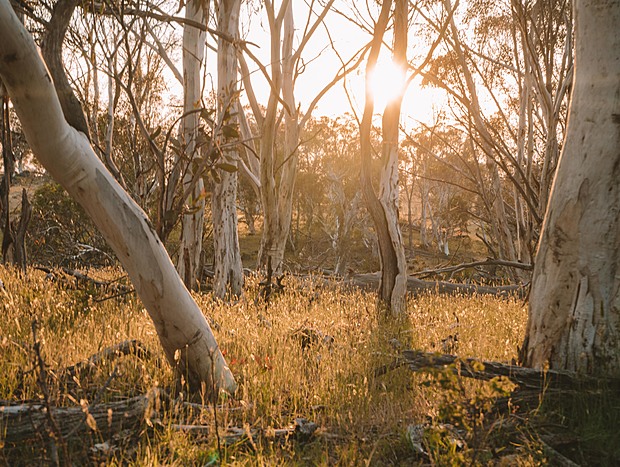 Photo 8 for Big Yard Escapes farm paddocks