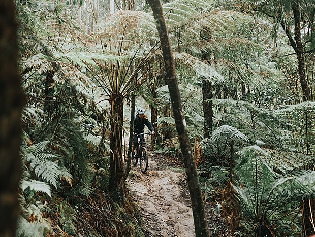 Photo 2 for Mountain Biking the Forrest