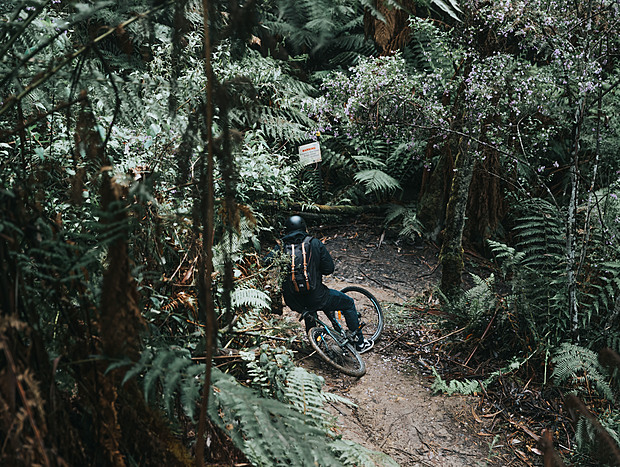 Photo 3 for Mountain Biking the Forrest