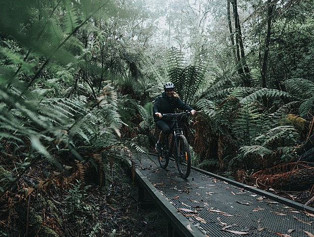 Photo 4 for Mountain Biking the Forrest