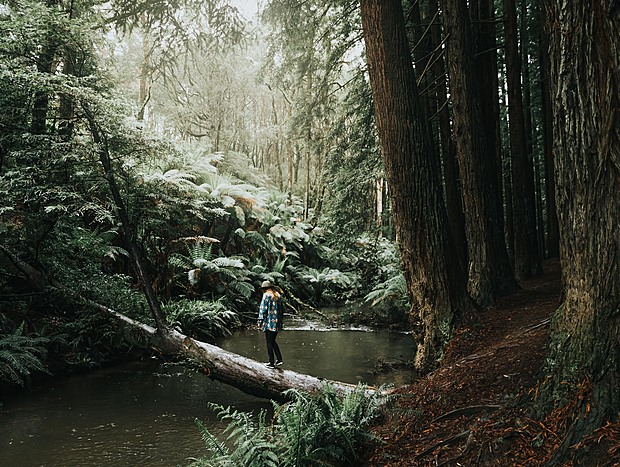 Photo 1 for The Redwoods