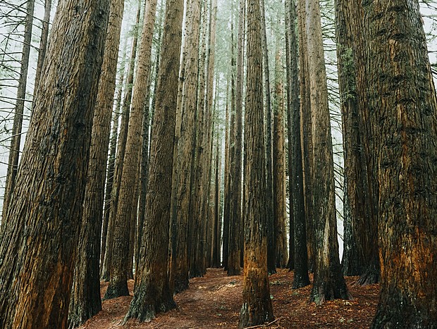 Photo 3 for The Redwoods