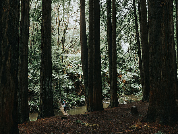 Photo 5 for The Redwoods