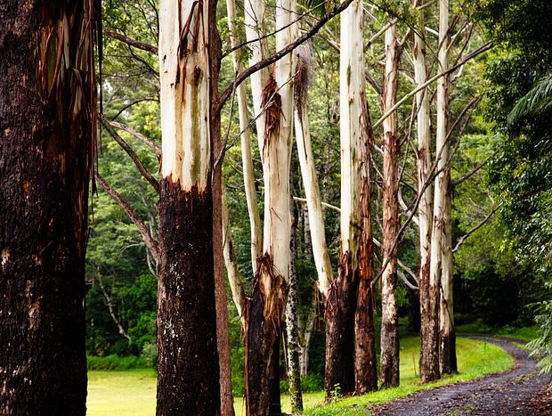 Photo 37 for Rose Gum Cottage - Eco-Luxe - Byron Hinterland