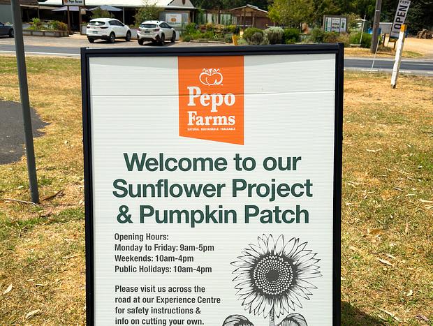 Photo 2 for Pepo Farms Sunflower Field