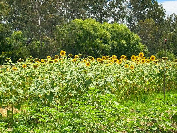 Photo 3 for Pepo Farms Sunflower Field