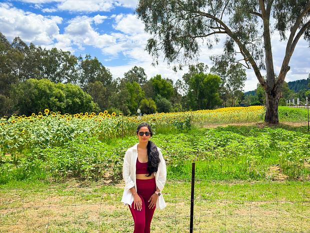 Photo 4 for Pepo Farms Sunflower Field