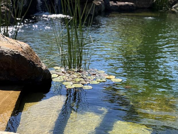 Photo 18 for Rockpool Paradise