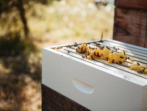 Photo 17 for The Apiary