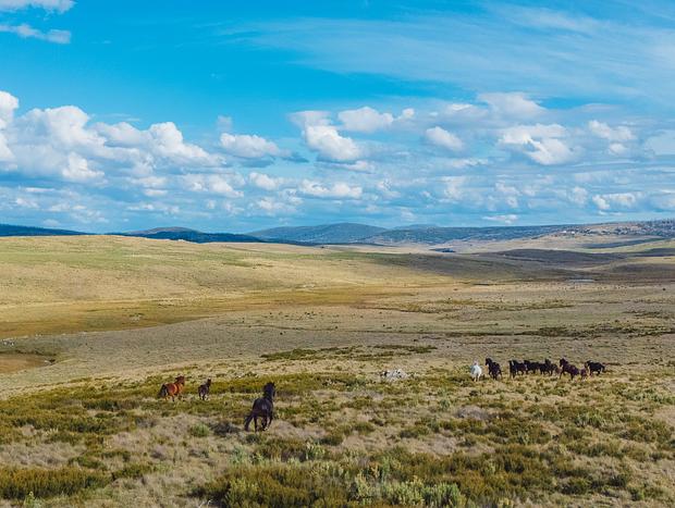 Photo 2 for Scenic Drive with Wild Brumbies