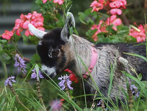 Photo 5 for Peaceful Studio at the Pygmy Goat Farm