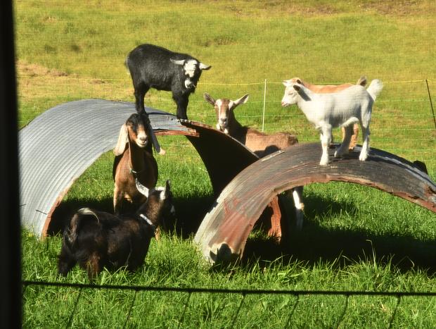Photo 15 for Peaceful Studio at the Pygmy Goat Farm
