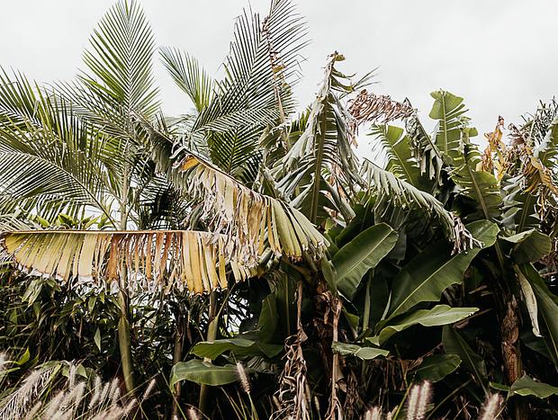Photo 21 for A coastal retreat with lush tropical charm