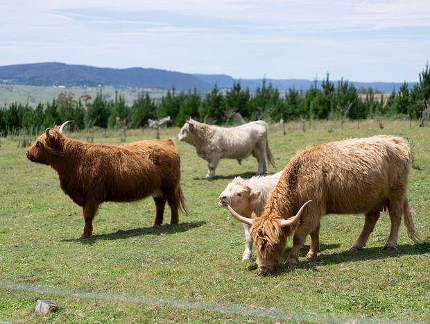 Photo 23 for Cosy Cabin with the Cows