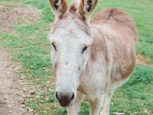Photo 4 for Patting A Donkey