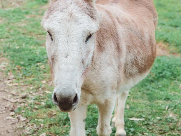 Photo 6 for Patting A Donkey
