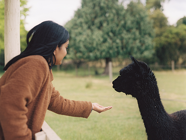 Photo 1 for Feeding Alpacas at The Big Bouquet