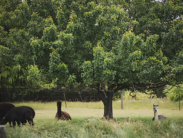 Photo 2 for Feeding Alpacas at The Big Bouquet