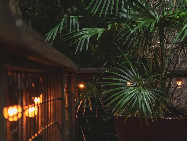 Photo 4 for Rainforest Experience