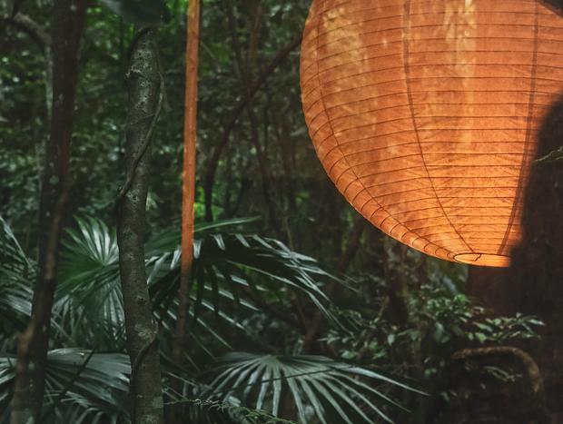 Photo 13 for Rainforest Experience