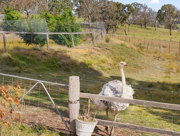 Photo 47 for La Pinata Farm Stay Barn