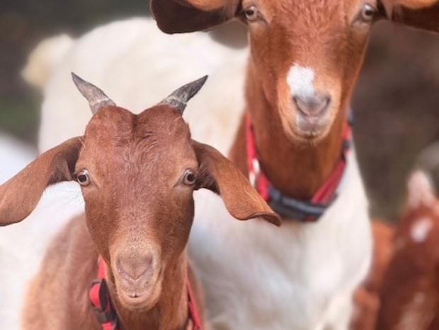 Photo 19 for NEW Luxe Farm Stay with Animals, Firepit, Fresh Eggs & Beach near Terrigal