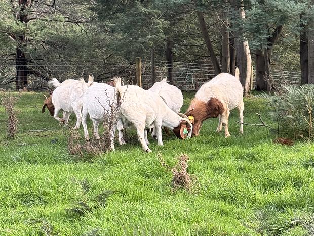 Photo 12 for Hillcrest Farm Stay - slow down in the heart of South Gippsland