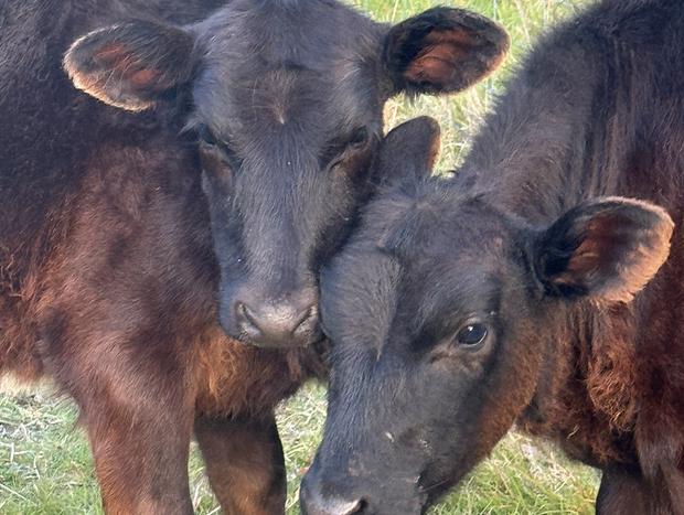 Photo 14 for Hillcrest Farm Stay - slow down in the heart of South Gippsland