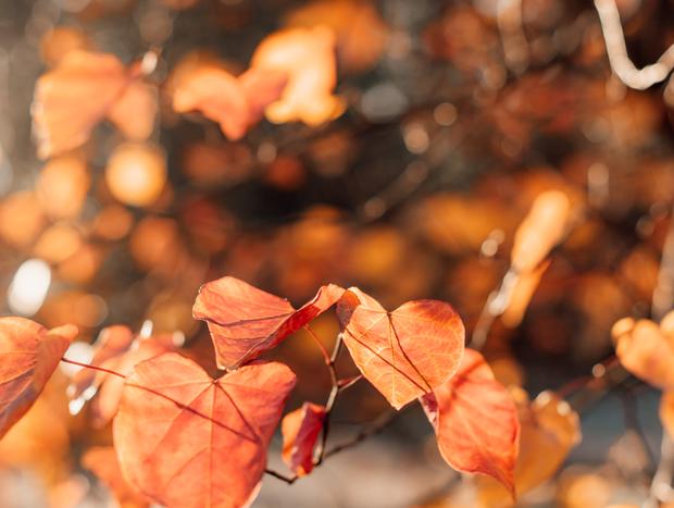 Photo 14 for Inhaling autumn at the sauna chalet