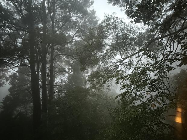 Photo 40 for Sassafras - Treehouse in the Dandenong Ranges